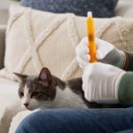 Understanding Transdermal Fluoxetine for Cats